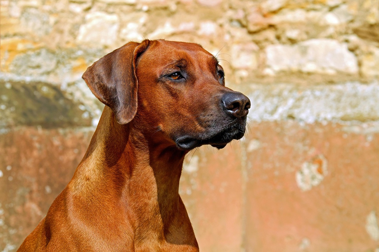 九州で犬と一緒に楽しめる観光スポットは？