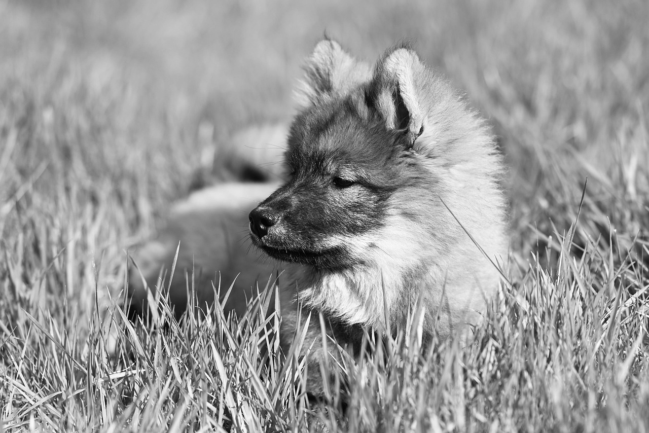 九州で犬と泊まれる離れのおすすめは？