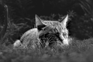 九州のペット可ホテルランキングでおすすめの宿泊先は？