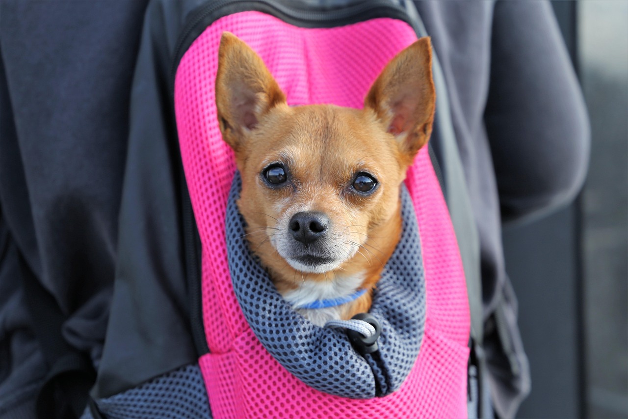 愛犬と泊まれる温泉宿九州でのおすすめプランは？