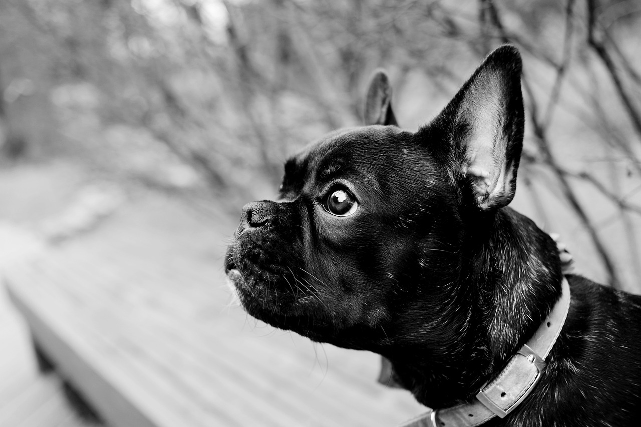 犬とお出かけする際の九州のおすすめスポットは？