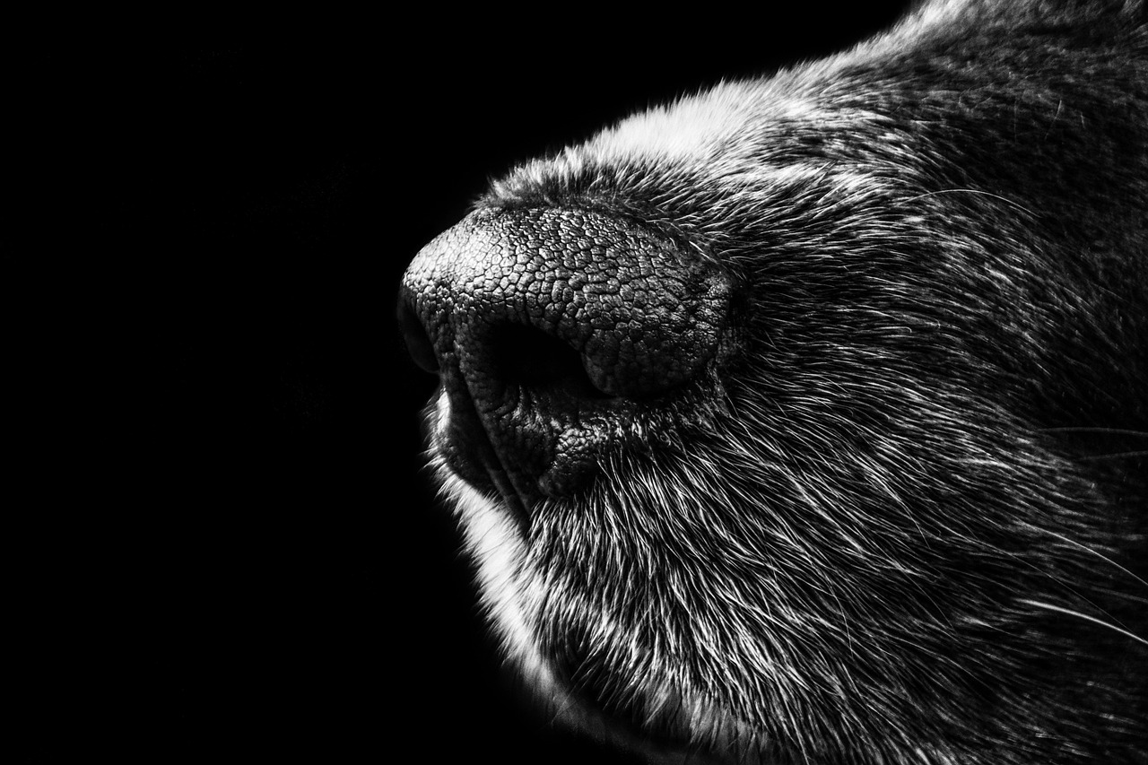 犬と泊まれる宿の九州での口コミはどこで探せる？