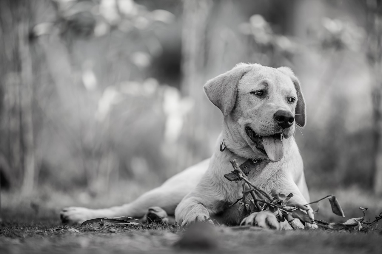 犬と泳げる海がある九州のおすすめスポットは？