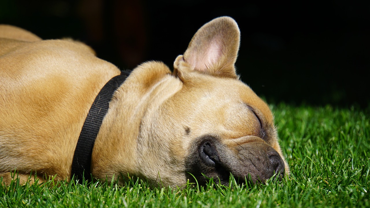 犬同伴可のホテルが多い九州のおすすめ宿泊先は？