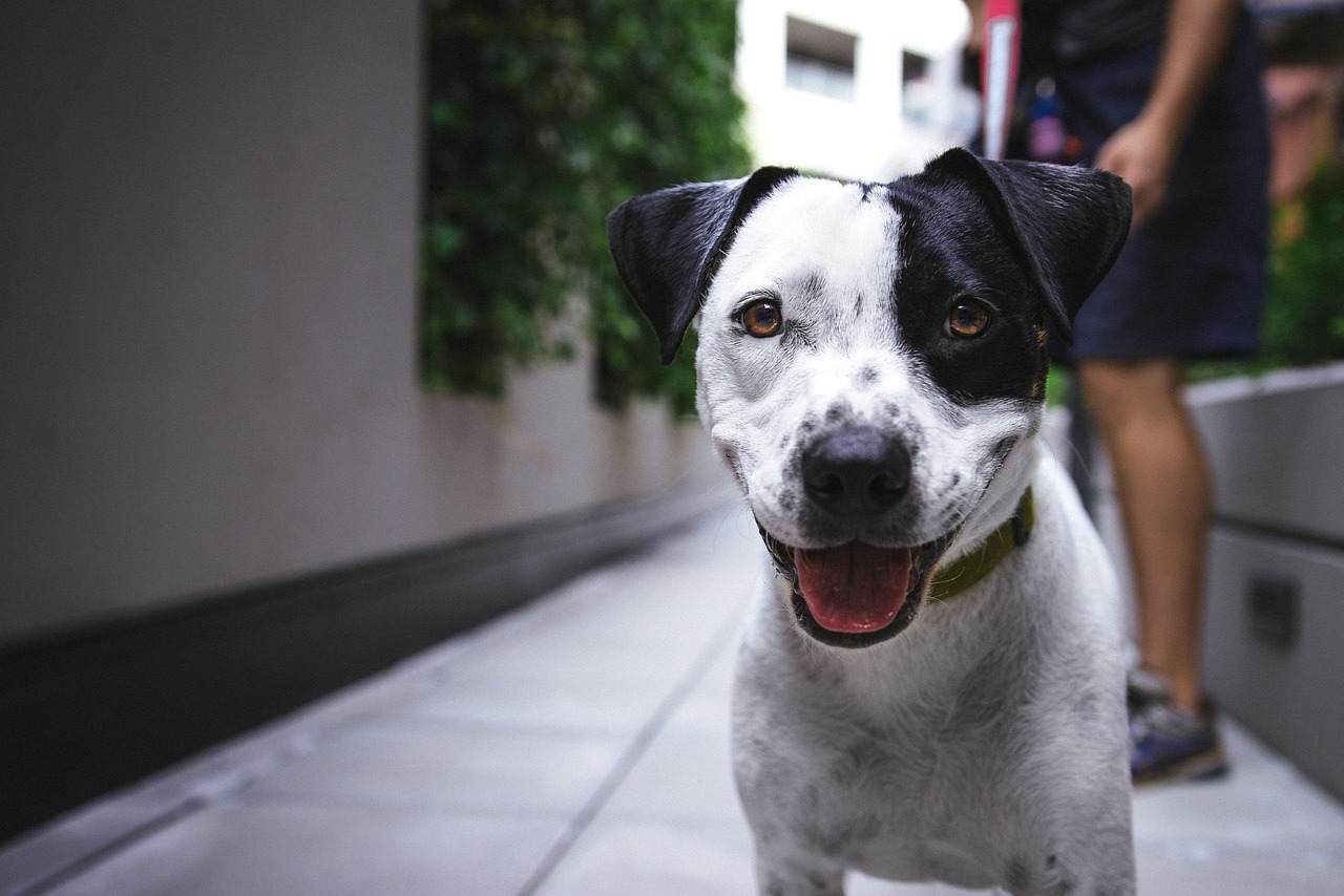 犬同伴可のホテルが揃う九州のおすすめ宿泊施設は？