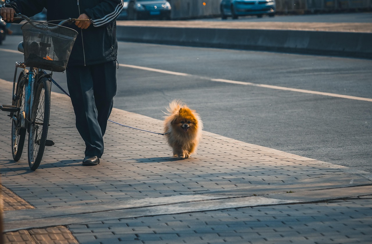 犬連れて行ける場所 九州のおすすめスポットは？