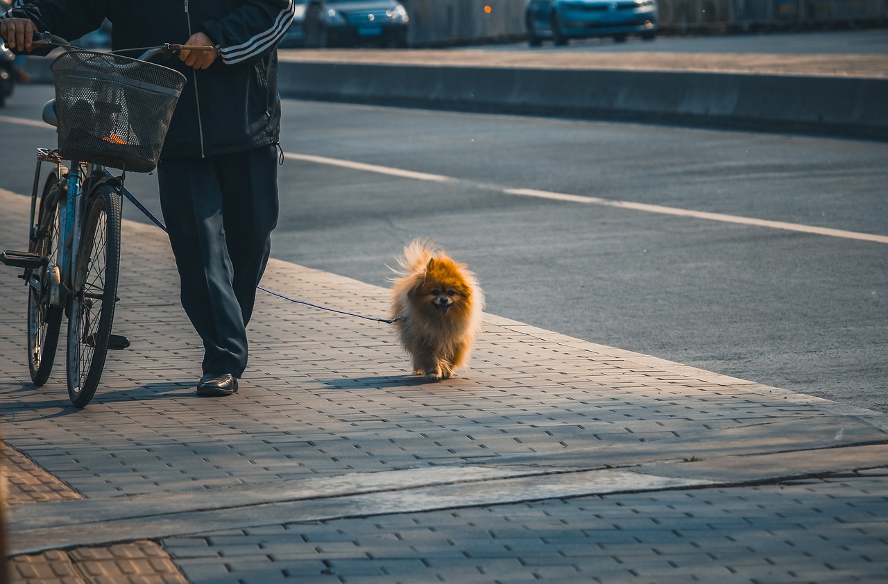犬連れの九州旅行におすすめのベストシーズンは？