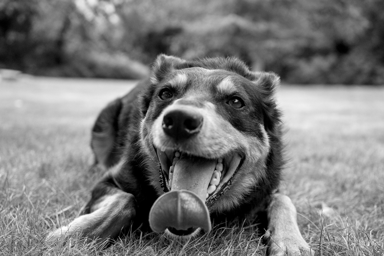 九州で犬と泊まれる宿はどこにある？