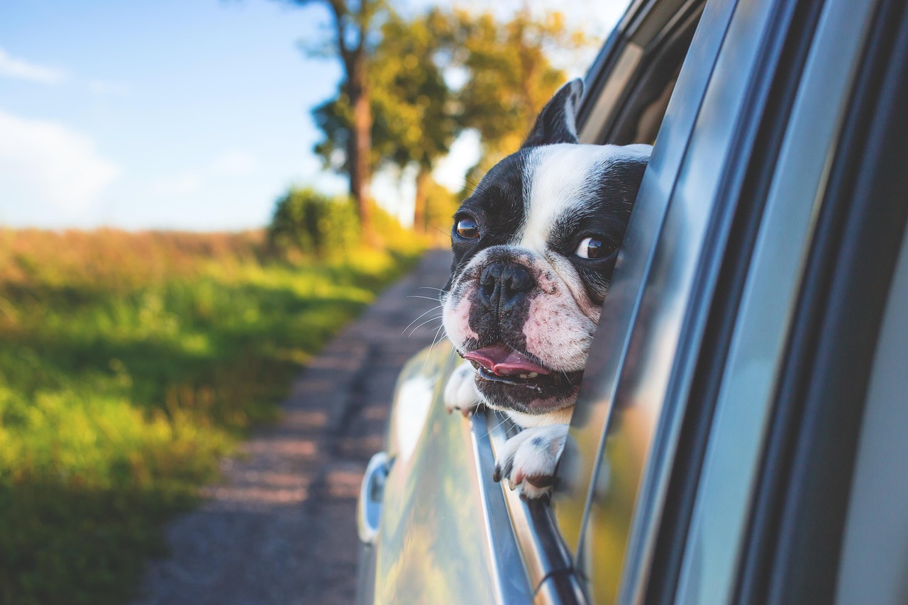 九州フェリーで犬同伴の旅行を楽しむためのポイントは？