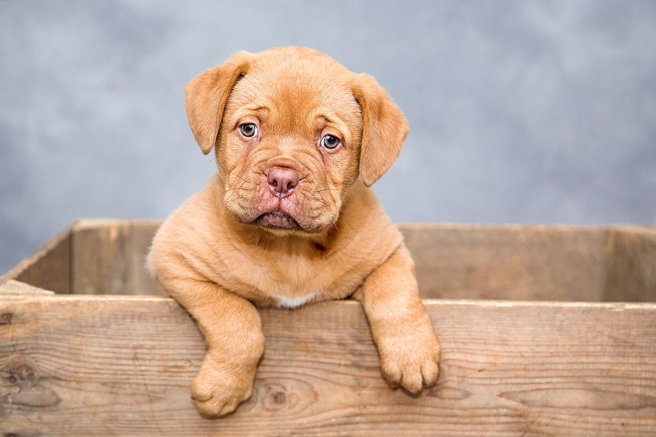 九州犬の飼い方や特徴について知りたいことは？