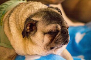 愛犬連れで楽しむ九州旅行のおすすめスポットは？