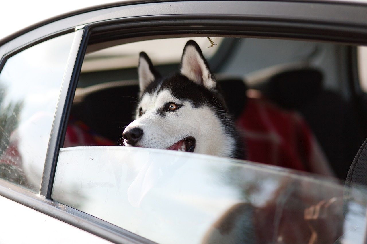 犬との九州旅行の準備方法はどうすればいい？