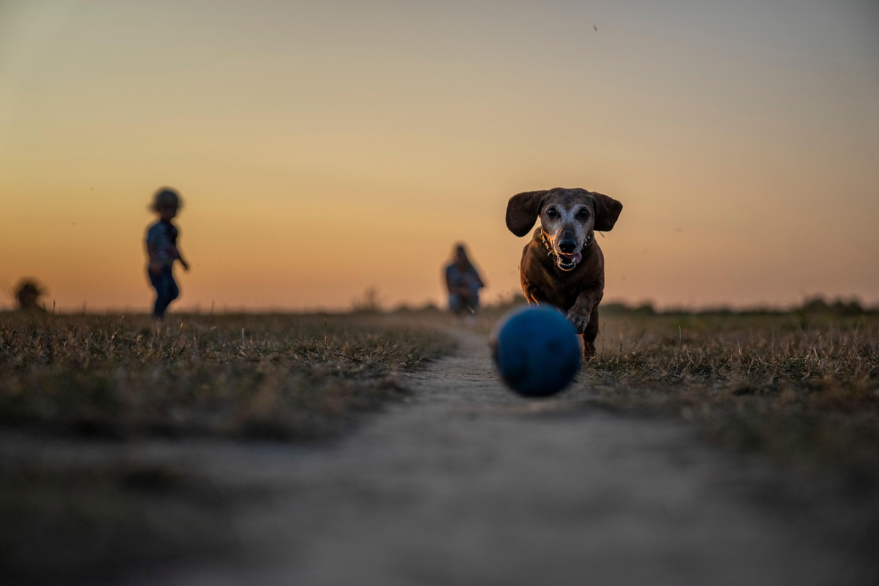 犬と九州旅行を楽しむためのおすすめスポットは？