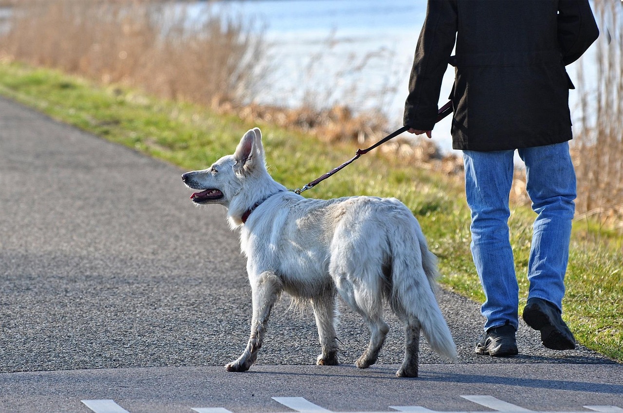 犬連れて行ける場所を九州で探すにはどこがおすすめ？