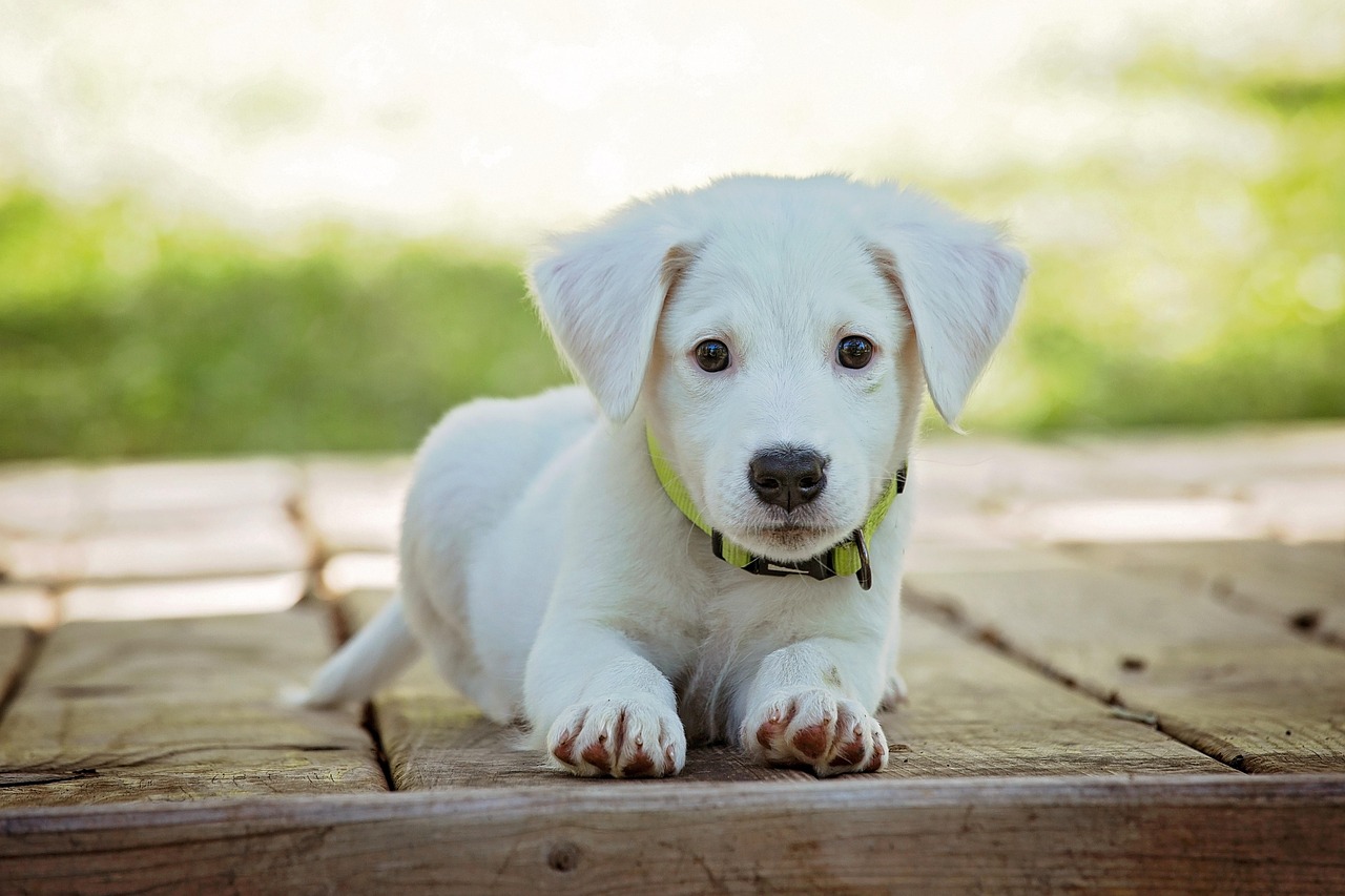 九州で犬と旅行する際の予算はどのくらい必要ですか？