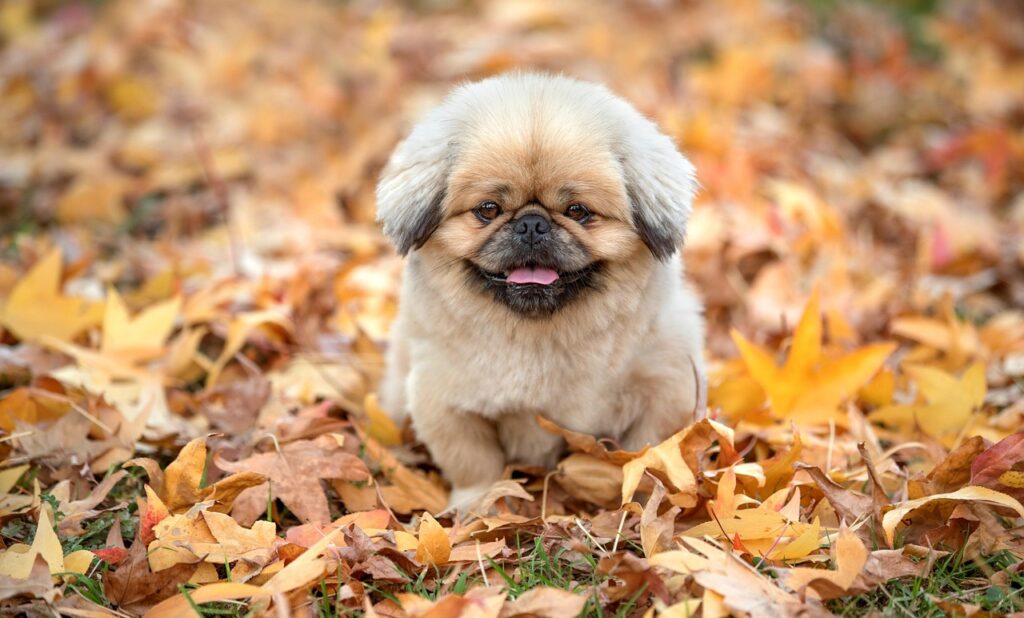 犬と一緒に楽しめる九州のおすすめ温泉は？