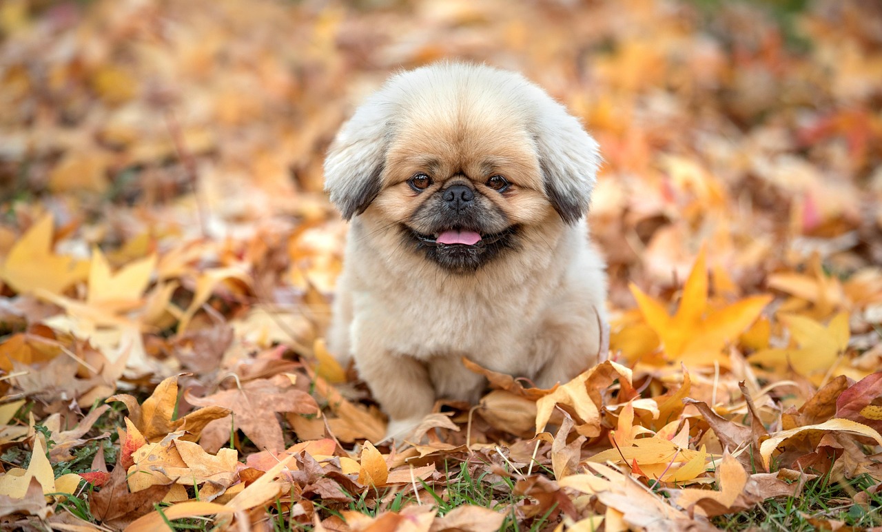 犬と一緒に楽しめる九州のおすすめ温泉は？