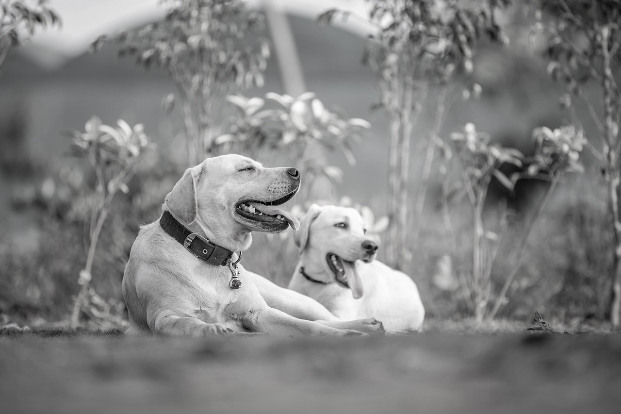 犬と遊べるスポットが満載の九州のおすすめは？