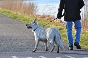 犬連れで楽しむ九州旅行の体験談とは？