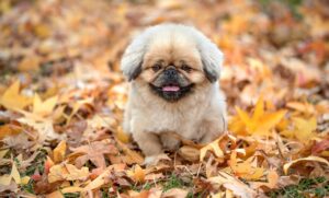 犬連れの九州旅行に役立つブログはどこにある？