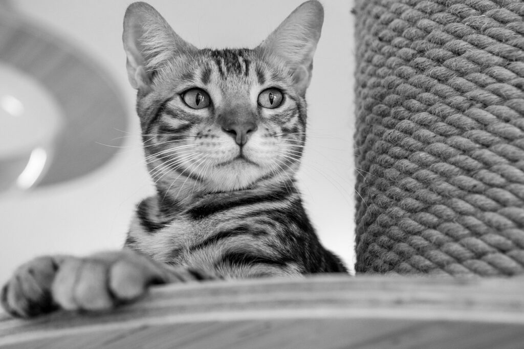 ペットと泊まれる宿佐賀でおすすめの施設は？