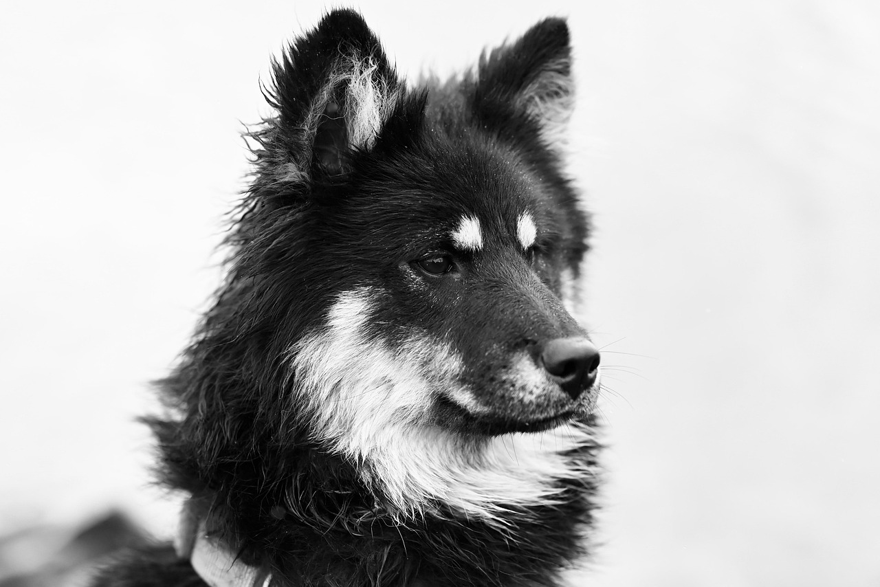 犬と泊まれる宿の九州ランキングでおすすめの場所は？