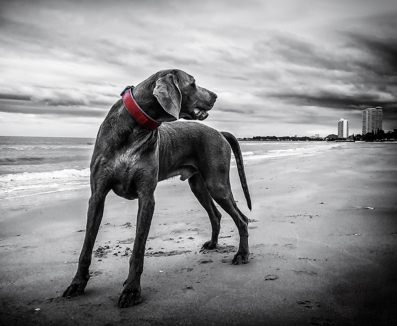 犬と泊まれる貸別荘九州でのおすすめの過ごし方は？