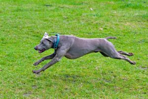 湯布院のペット宿で大型犬可の離れはどこにある？