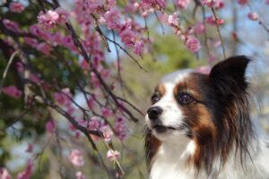 九州のペットと一緒に春の桜が見える宿はどこ？