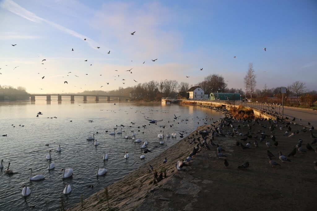 九州のペットと一緒に泊まれる宿で保護犬を応援する宿はどこ？