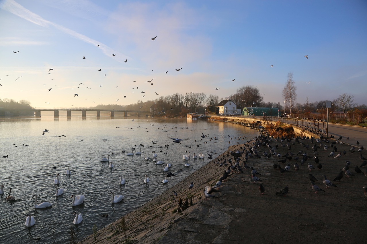 九州のペットと一緒に泊まれる宿で保護犬を応援する宿はどこ？