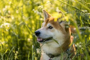 九州のペット宿で柴犬大歓迎の宿はどこですか？