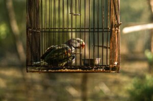 九州のペット宿でケージサイズ指定ができるおすすめは？