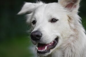 九州のペット宿で犬用ご飯を持参する際の注意点は？