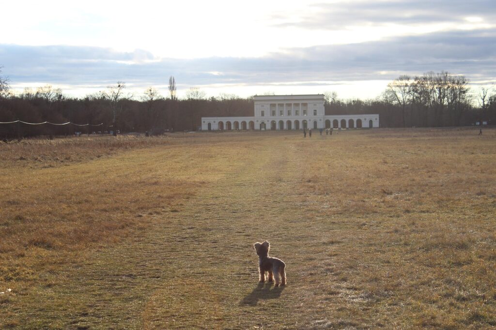 九州の城跡で犬と一緒に散歩できるペット宿は？