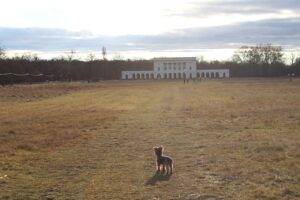 九州の城跡で犬と一緒に散歩できるペット宿は？