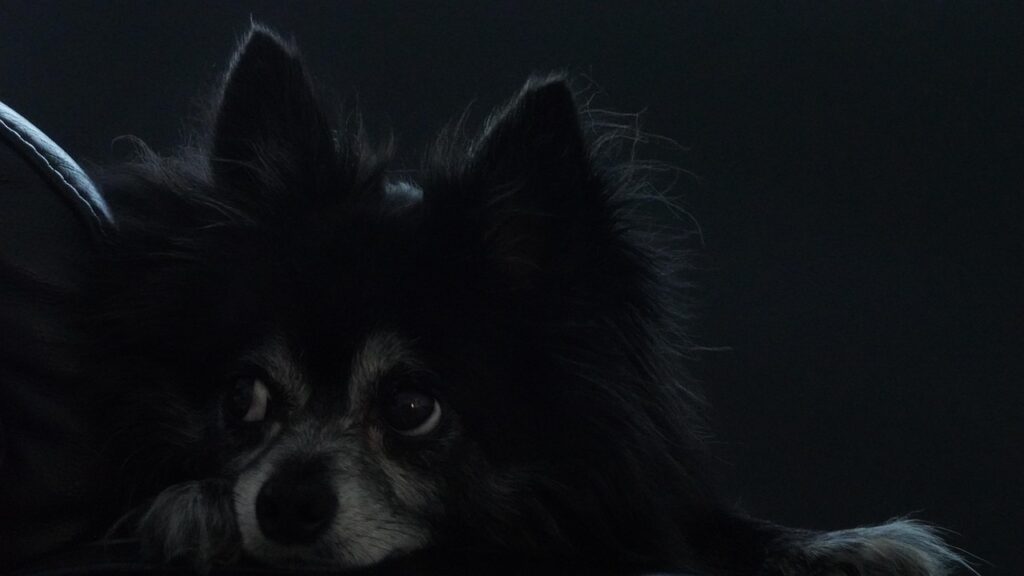 九州で小型犬と一緒に泊まれる宿はどこ？