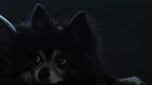 九州で小型犬と一緒に泊まれる宿はどこ？