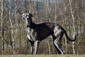 九州で海が見える犬と泊まれる宿はどこ？