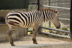 福岡で犬と同室のペット可旅館はどこがおすすめ？