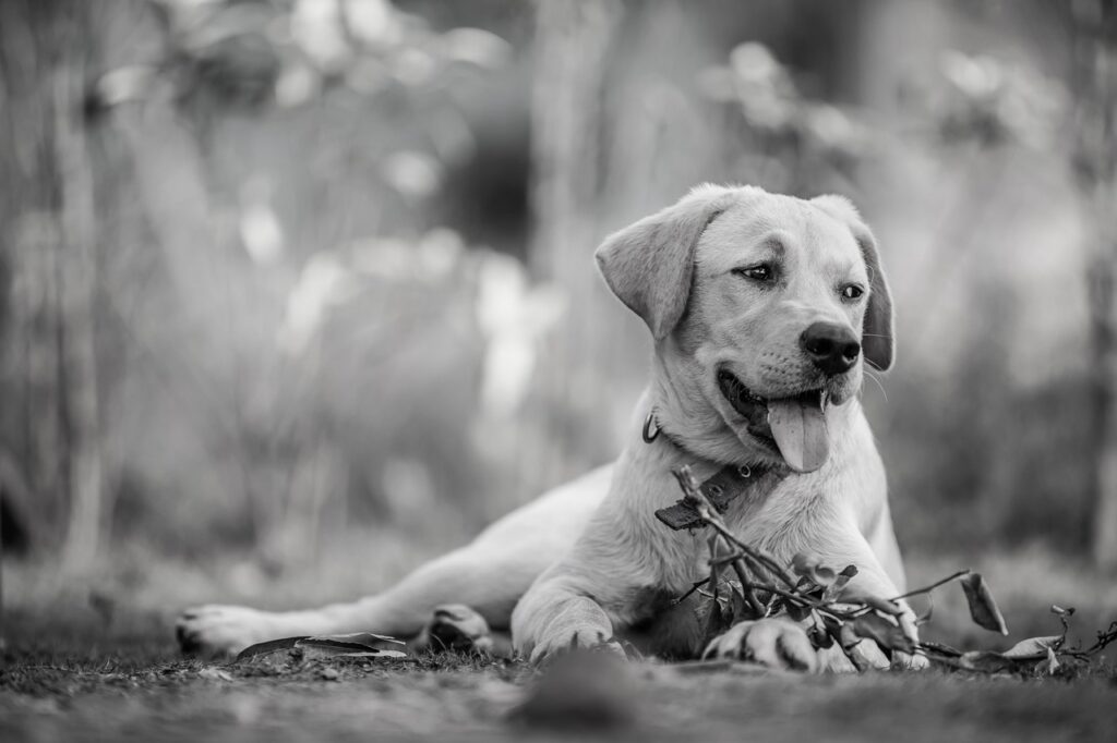 佐賀で犬と泊まれる一棟貸し宿はどこがオススメ？