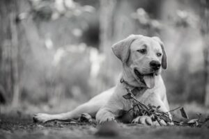 佐賀で犬と泊まれる一棟貸し宿はどこがオススメ？