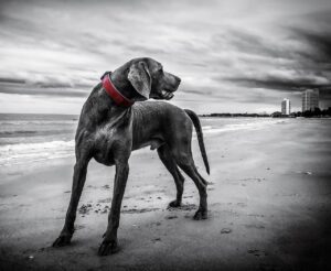 佐賀の嬉野温泉で犬と泊まれる宿はどこがオススメ？